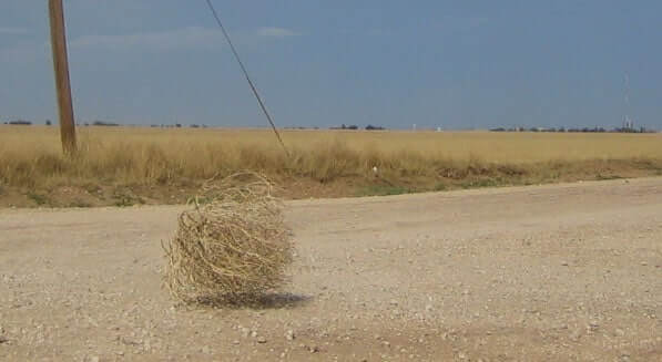 Tumbleweed_rolling_2