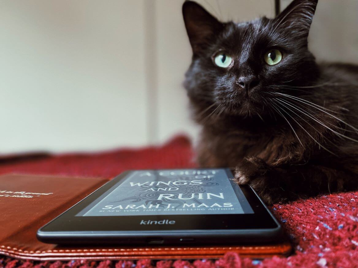 kindle cat